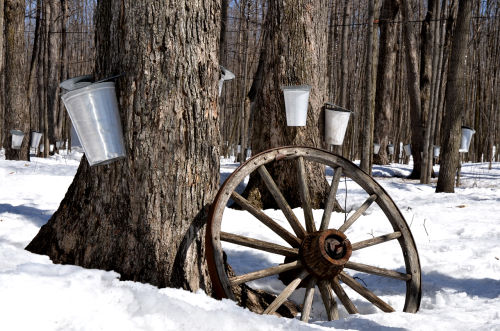 Ahornsaft Ernte in Quebec (Kanada) 